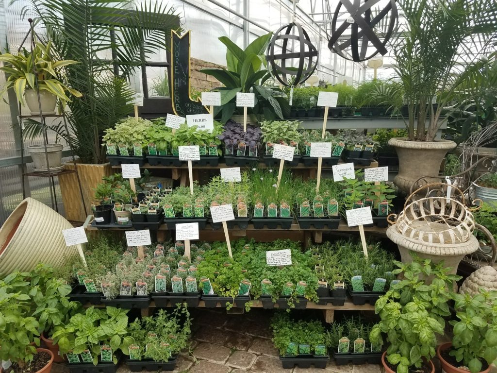 Weekly Featured Herbs Coming Soon! Rohrs Nursery