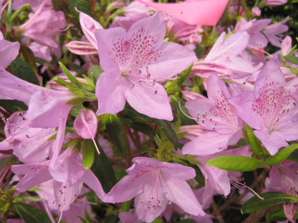 AZALEA POUKHANENSE IMP. 19CM