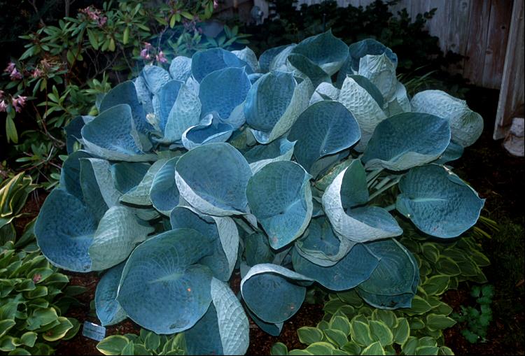 HOSTA 'ABIQUA DRINKING GOURD'  19CM PTW