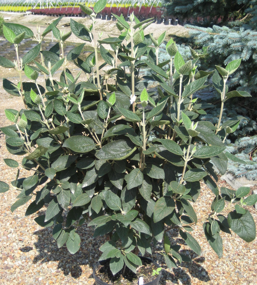 VIBURNUM RHY. 'ALLEGHANY' G3 18-24"