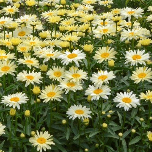 LEUCANTHEMUM S. 'BANANA CREAM 2'  G1 PW