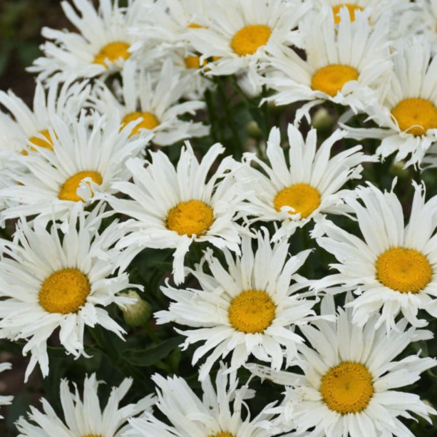 LEUCANTHEMUM 'SPUN SILK' G1 PW