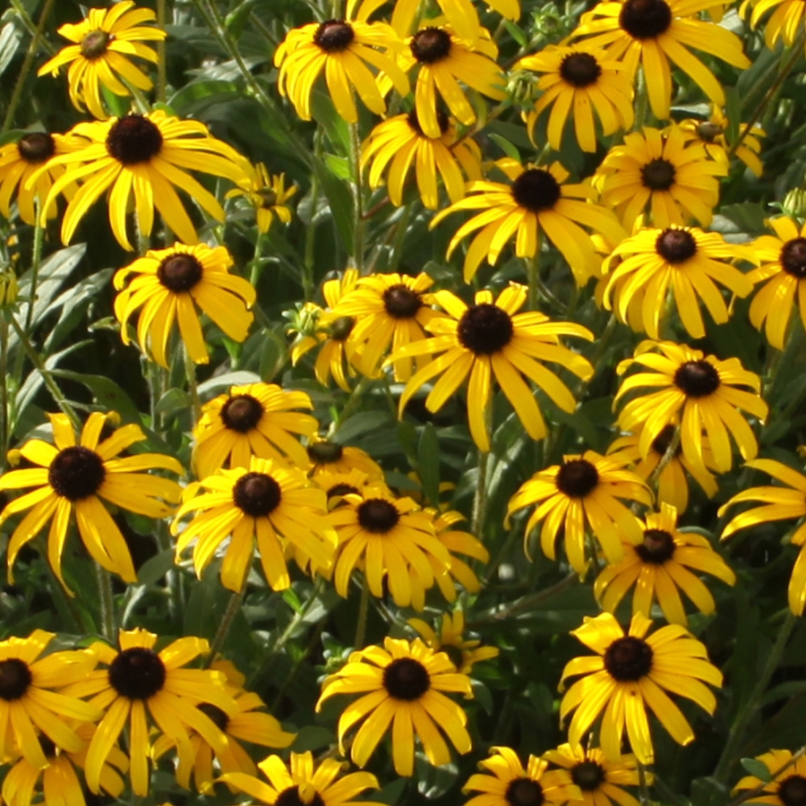 RUDBECKIA X 'AMERICAN GOLD RUSH'  19CM PTW