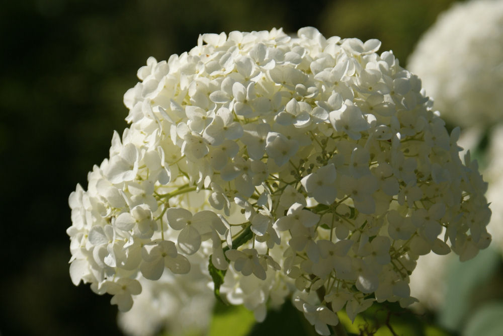 HYDRANGEA A. 'ANNABELLE' G2 AB