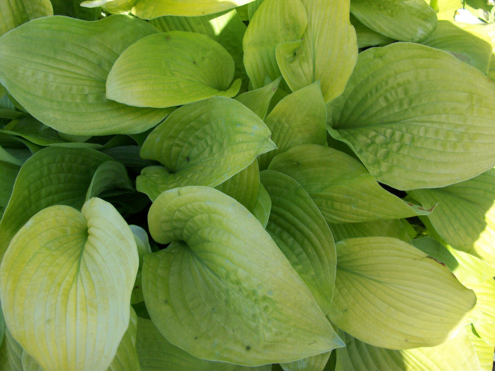 HOSTA 'AUGUST MOON' 19CM