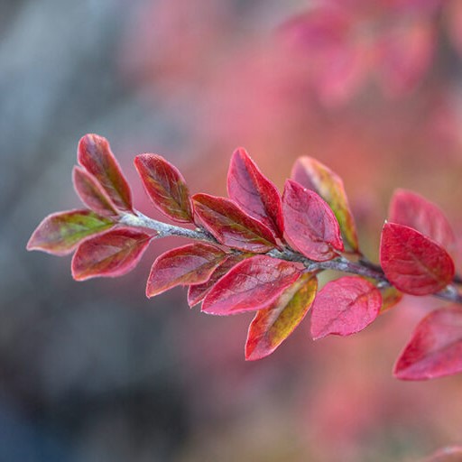 COTONEASTER AUTUMN INFERNO® G3 18" FE