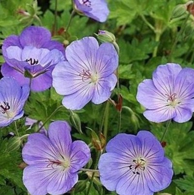 GERANIUM 'AZURE RUSH' G1 PTW