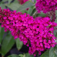 BUDDLEIA BUZZ HOT RASPBERRY G3