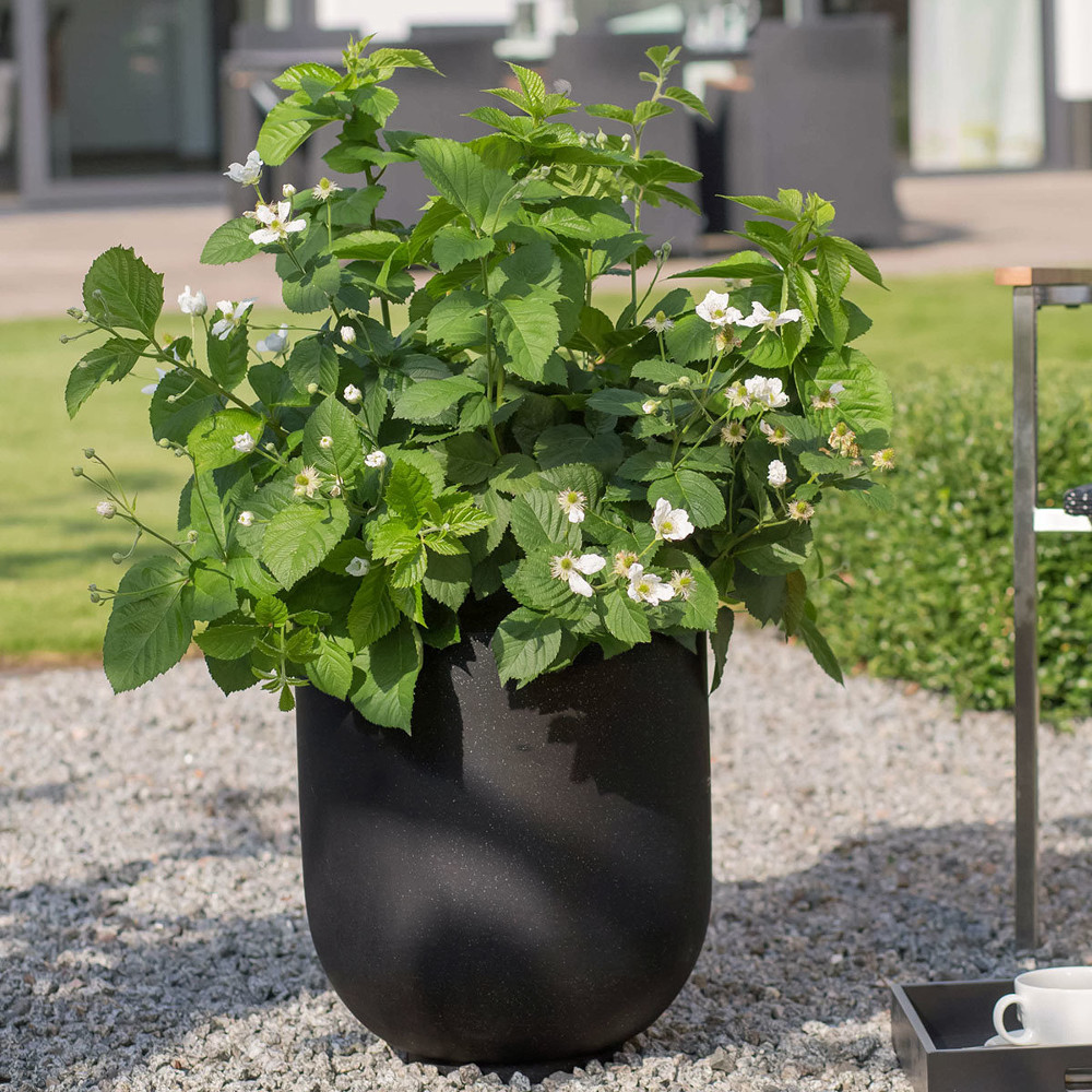 RUBUS 'BABY CAKES' 19CM RAZ