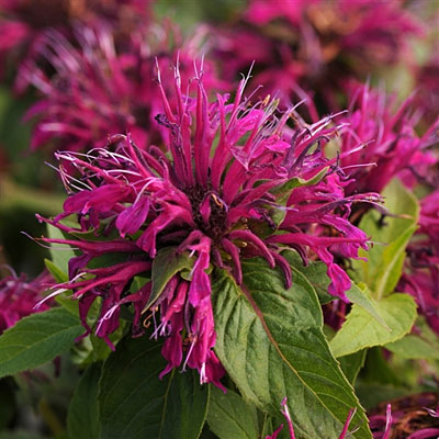 MONARDA 'BALMY PURPLE' G1 PTW