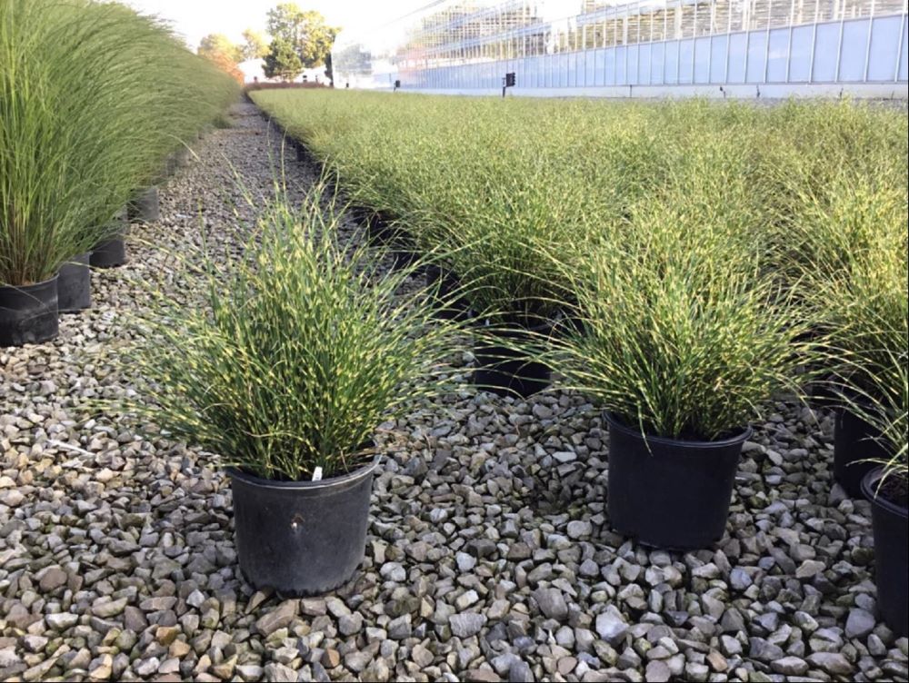 GRASS - M. S. 'BANDWIDTH' G3