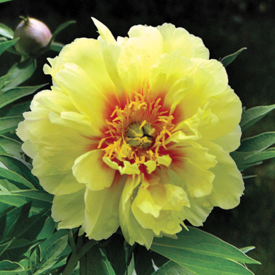 PAEONIA I 'BARTZELLA' (YELLOW) G2 PTW