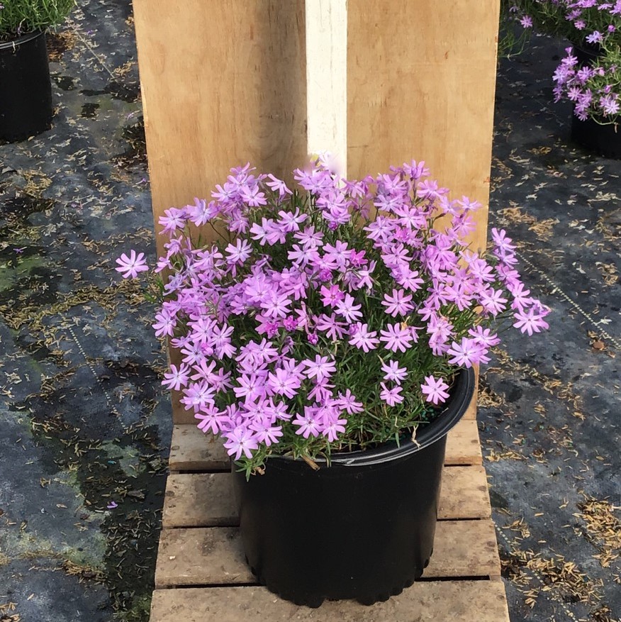 PHLOX SUB. 'BEDAZZLED LAVENDER' 19CM