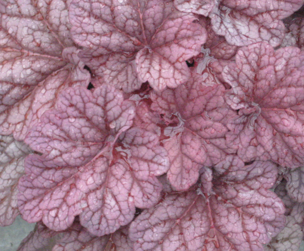 HEUCHERA 'BERRY SMOOTHIE'  19CM PTW