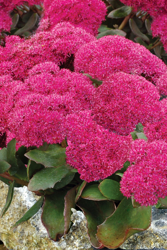 SEDUM 'BIRTHDAY PARTY' 19CM