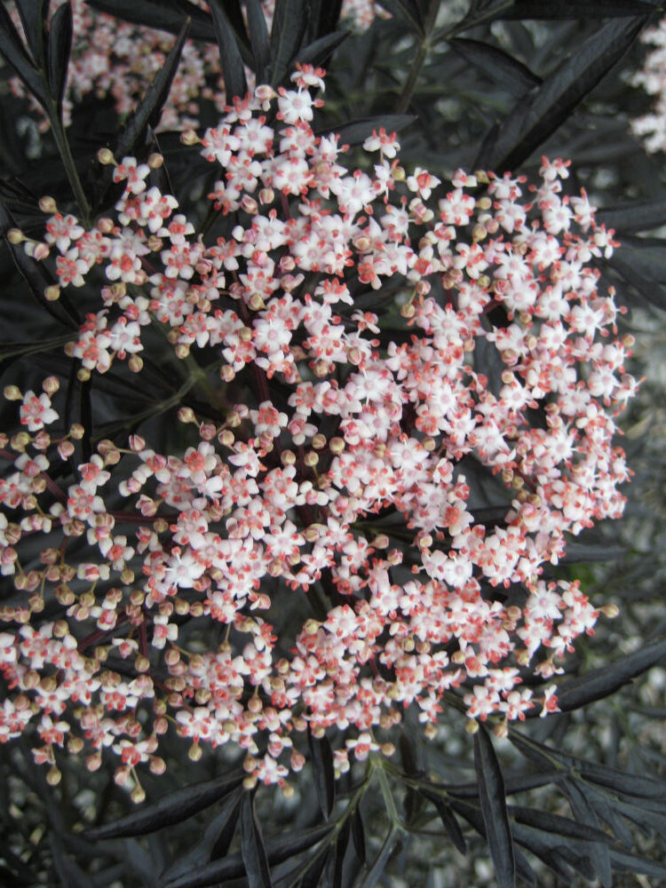 SAMBUCUS N. 'BLACK LACE'® G3 18" PW