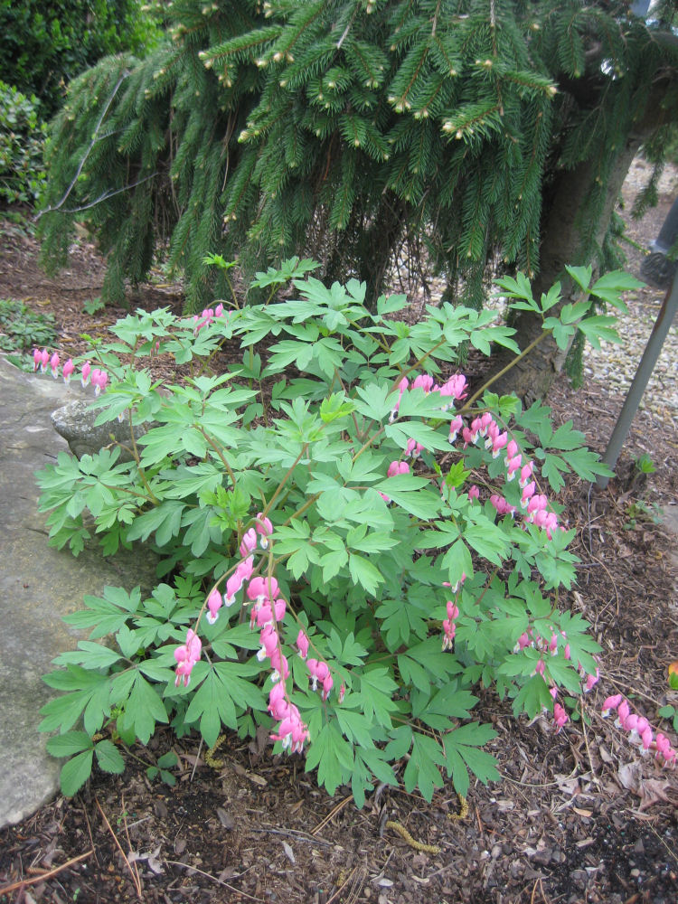 DICENTRA SPECTABILIS 19CM