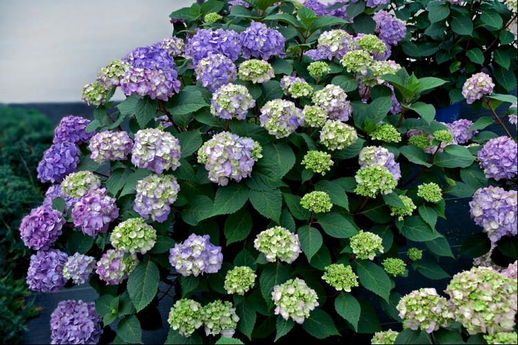 HYDRANGEA M. 'BLOOMSTRUCK'® 8"