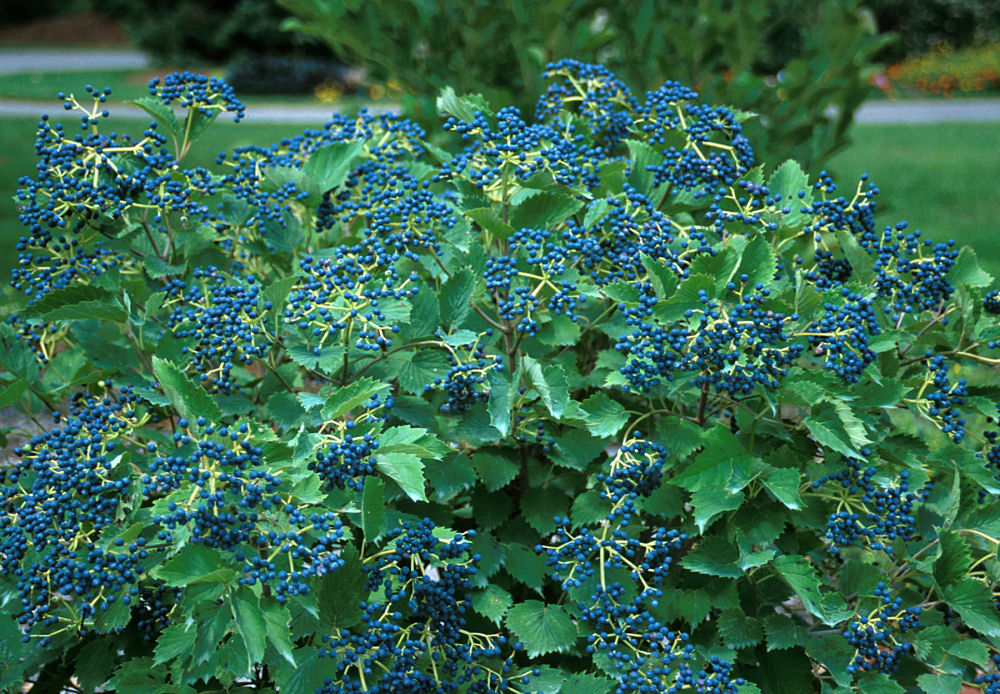 VIBURNUM DEN. 'BLUE MUFFIN'®  G3 24"  PW
