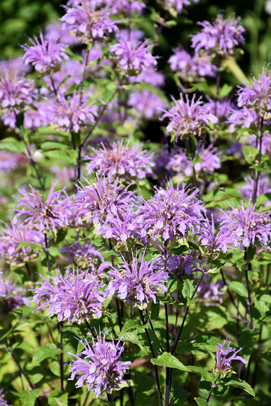 MONARDA D. 'BLUE STOCKING' G1 AB