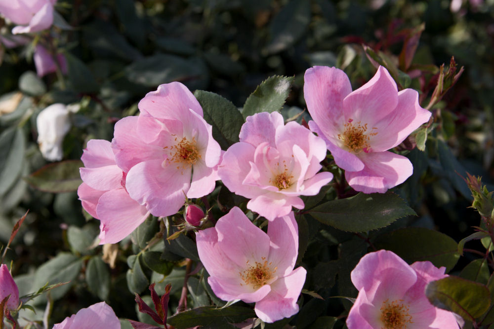 ROSE K.O. 'BLUSHING KNOCKOUT' G3