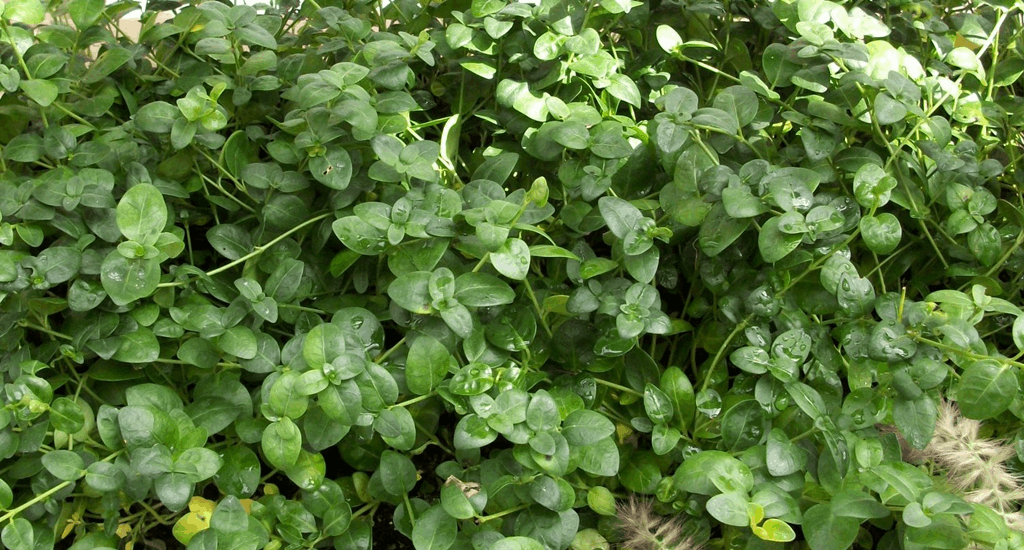 VINCA MINOR BOWLES G1