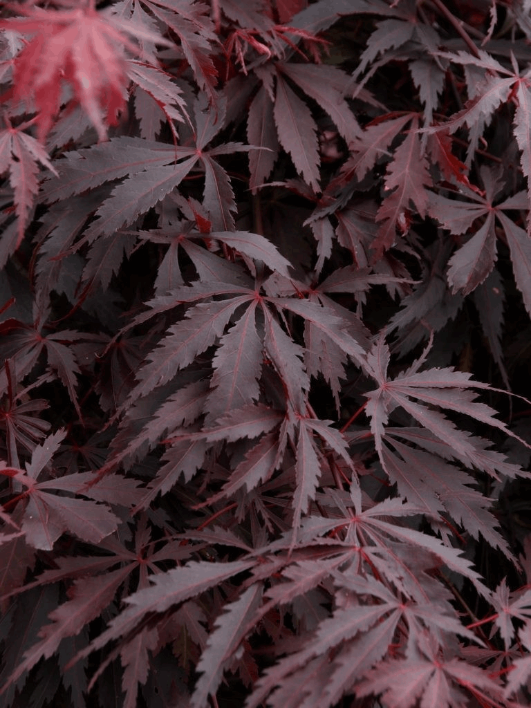 ACER PA. 'BURGUNDY LACE' G3 24" LB