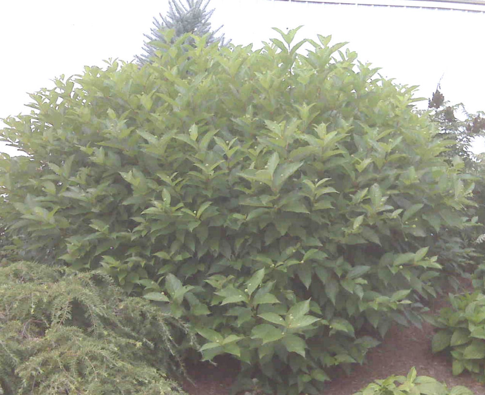 CEPHALANTHUS OCCIDENTALIS G2 12" AB