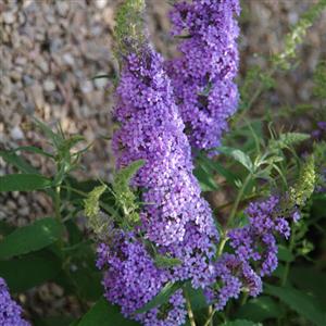 BUDDLEIA BUZZ 'SKY BLUE'  G3