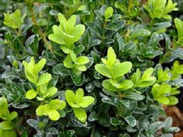 BUXUS S. 'CALGARY' G3