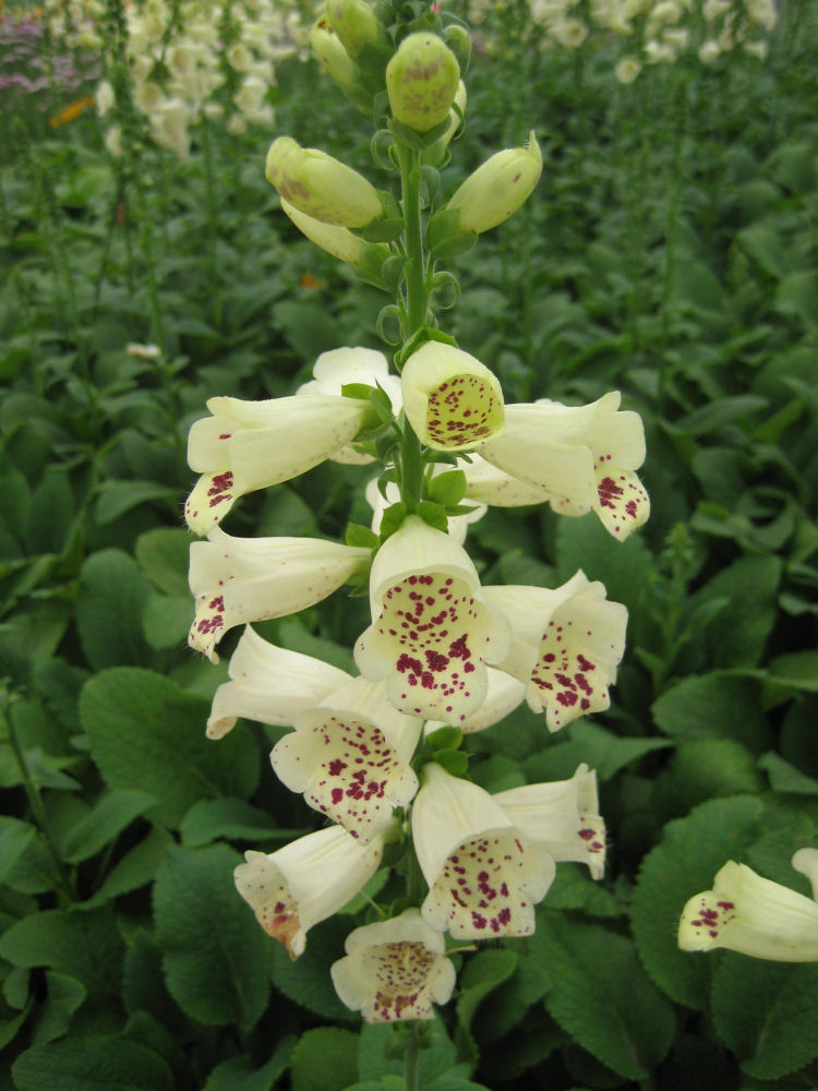 DIGITALIS P 'CAMELOT CREME' 19CM