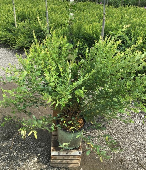LESPEDEZA 'CANDY GIRL' G3 PTW 15"