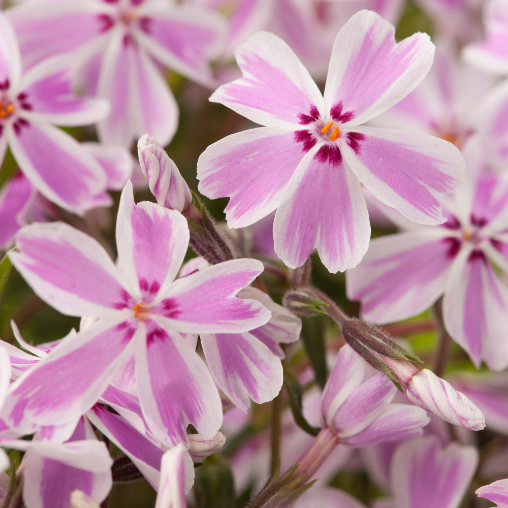 PHLOX SUB. 'CANDY STRIPE'  19CM