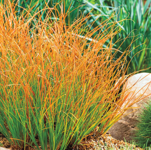GRASS - CAREX 'PRAIRIE FIRE' 19CM