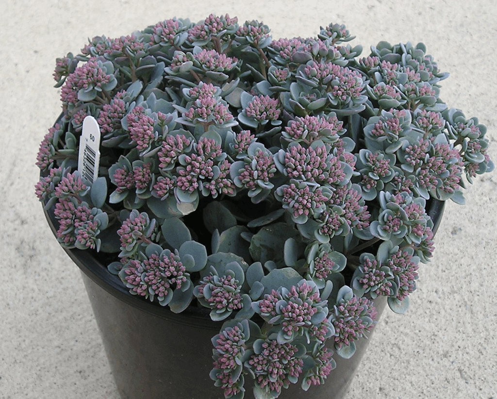 SEDUM 'CAUTICOLA' 19CM