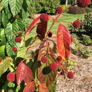 CEPHALANTHUS O. 'CRIMSON COMET' G3 AB