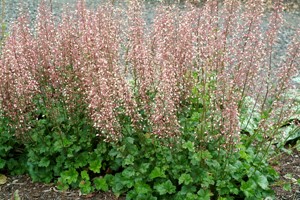 HEUCHERA 'CHAMPAGNE'  19CM PTW