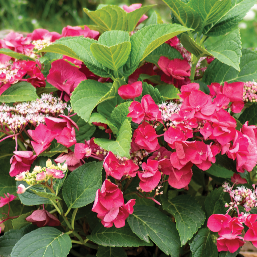 HYDRANGEA M. 'CHERRY EXPLOSION' G3 PTW