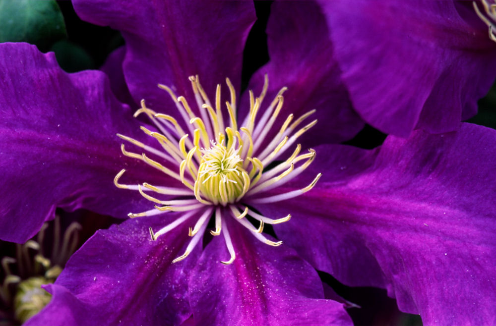 CLEMATIS 'CHEVALIER' 17CM RE