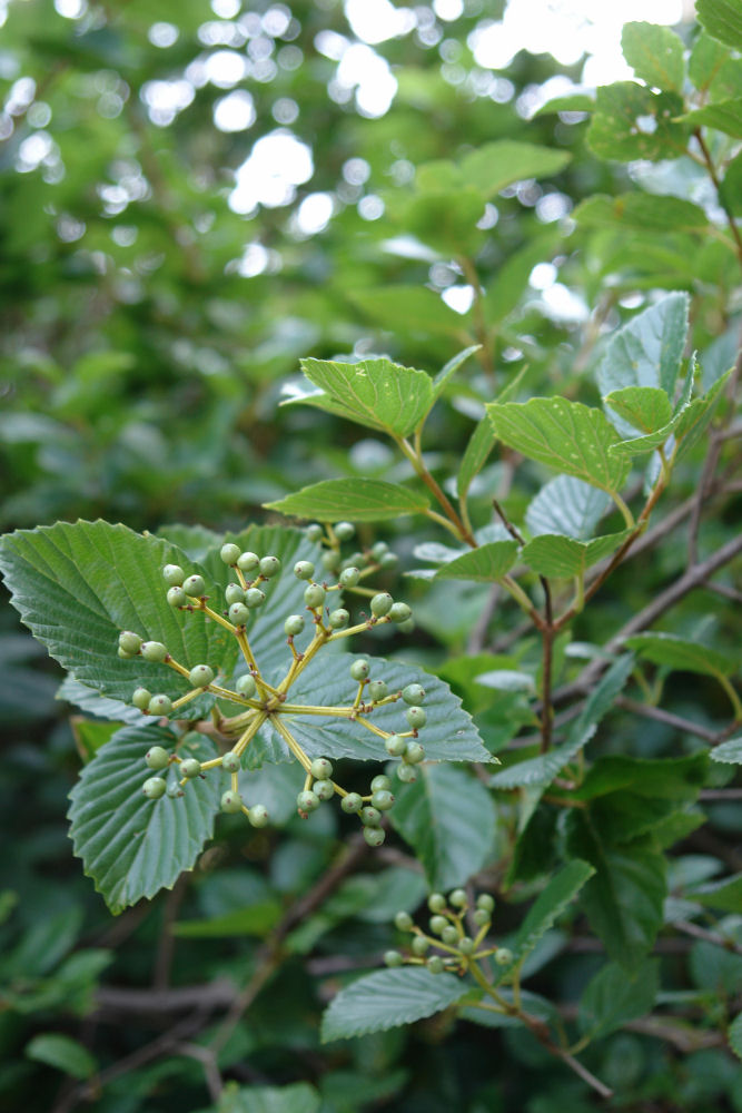 VIBURNUM DEN. 'CHICAGO LUSTRE' G3 24"-30"