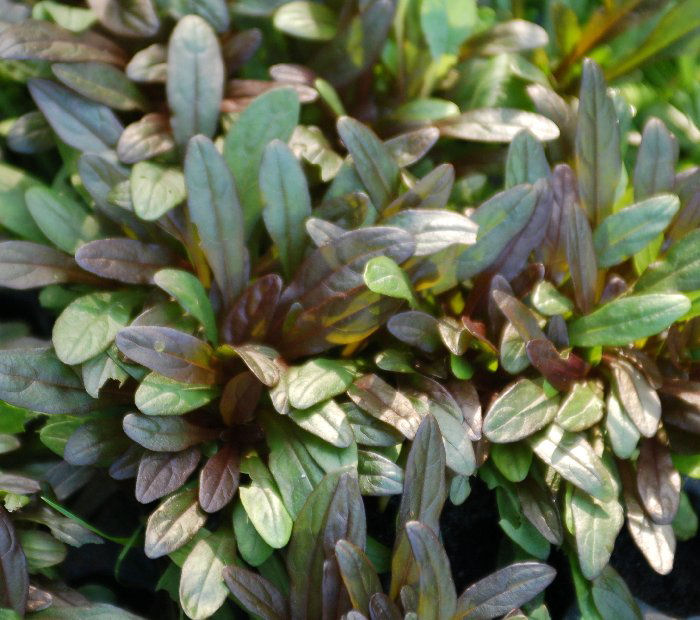 AJUGA 'CHOCOLATE CHIP' G1