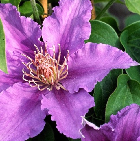 CLEMATIS 'BIJOU' 17CM RE