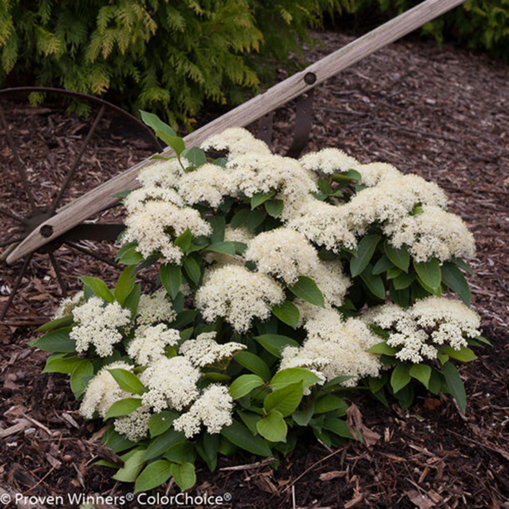 VIBURNUM CAS. 'LIL' DITTY'®  G3 12" PW