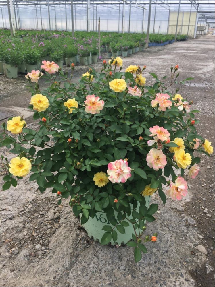 ROSE 'COLOR COCKTAIL'  G3 PTW