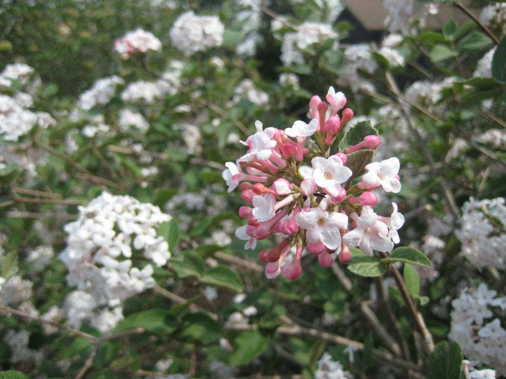 VIBURNUM X 'CAYUGA' G3 18"