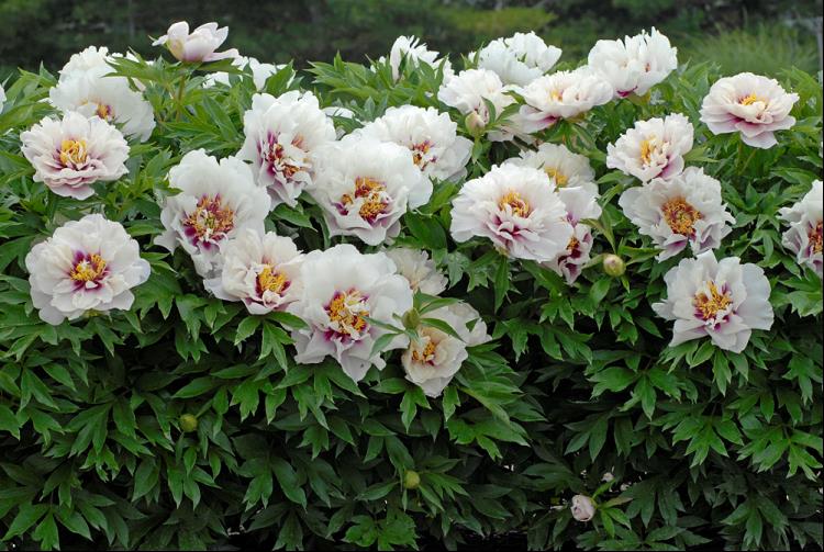 PAEONIA I 'CORA LOUISE'  (PINK) G2 PTW