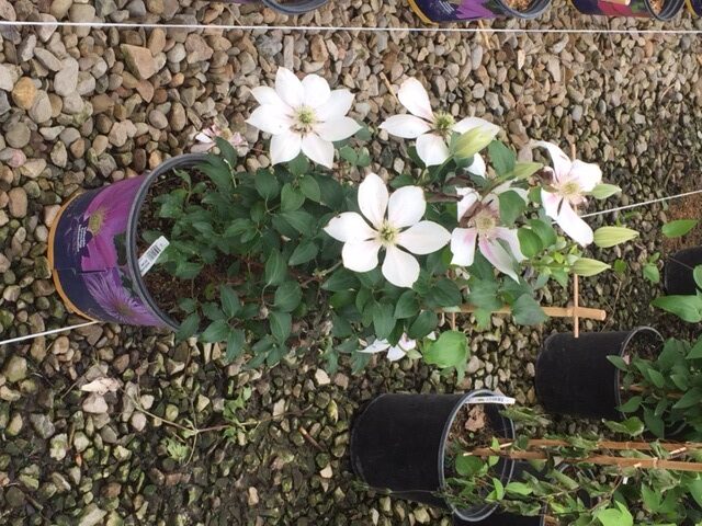 CLEMATIS 'CORINNE' 19CM RE