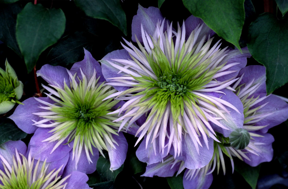 CLEMATIS 'CRYSTAL FOUNTAIN' 19CM RE