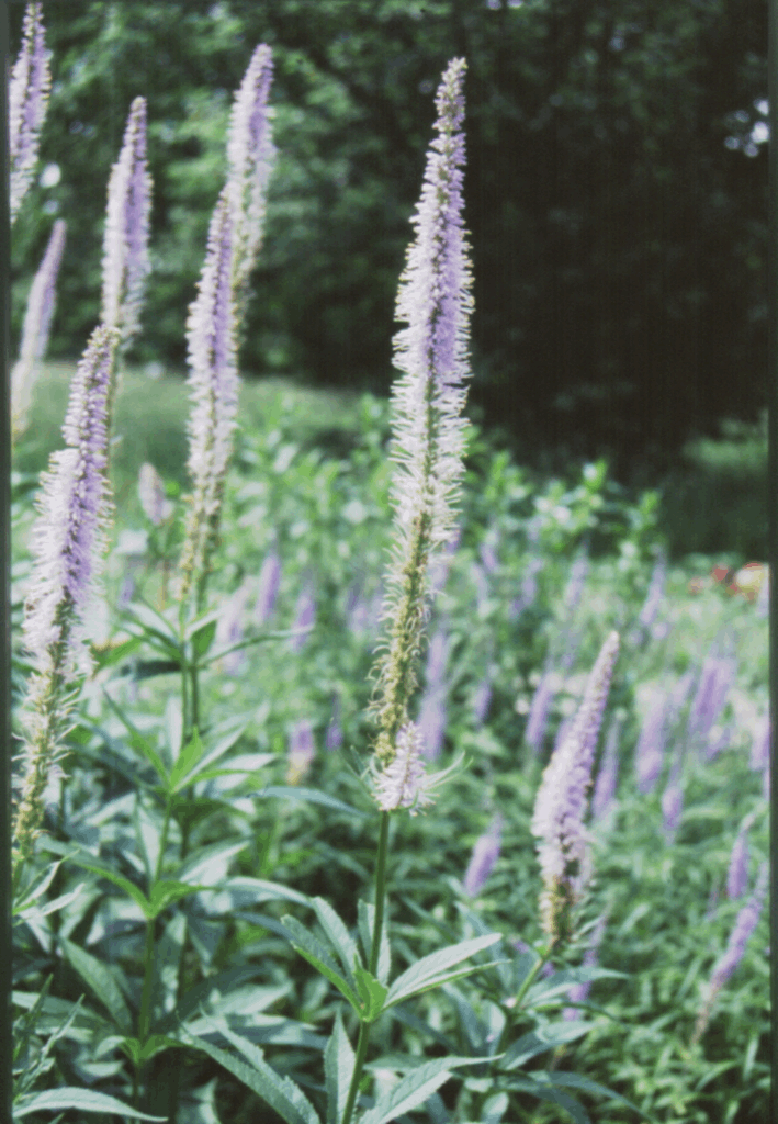 VERONICASTRUM VIRGINICUM G1 AB