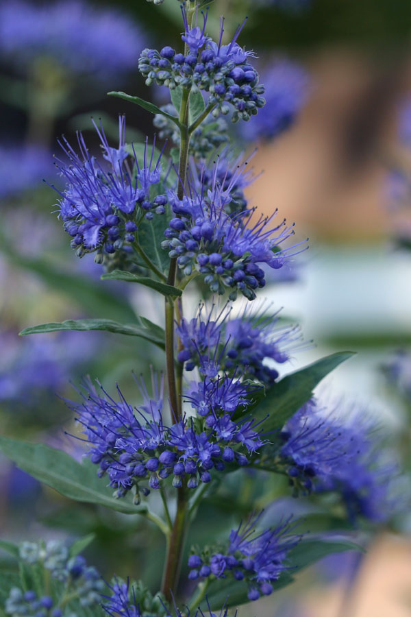 CARYOPTERIS X C. 'DARK KNIGHT' G2